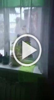Медведь пришёл в гости к местным на Камчатке. Но его не...