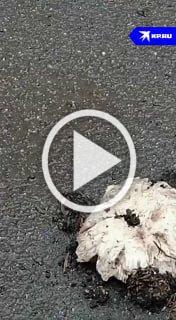 Шампиньоны пробили асфальт прямо в центре Петербурга