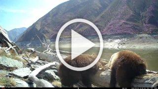 🐻Косолапый массаж в Саяно-Шушенском заповеднике