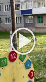 «Это нужно лечить у психиатра»: жители Канска спорят из-за детей-квадроберов.