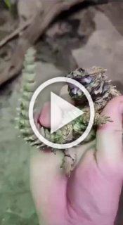 маленький дракончик — ящерица-броненосец, которая несмотря на свой грозный внешний вид очень пугливая.