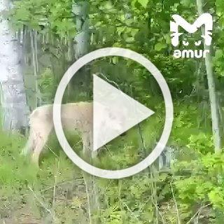 Изверг пытался топором разрубить собаке голову в Хабаровском крае. У животного повреждён череп.