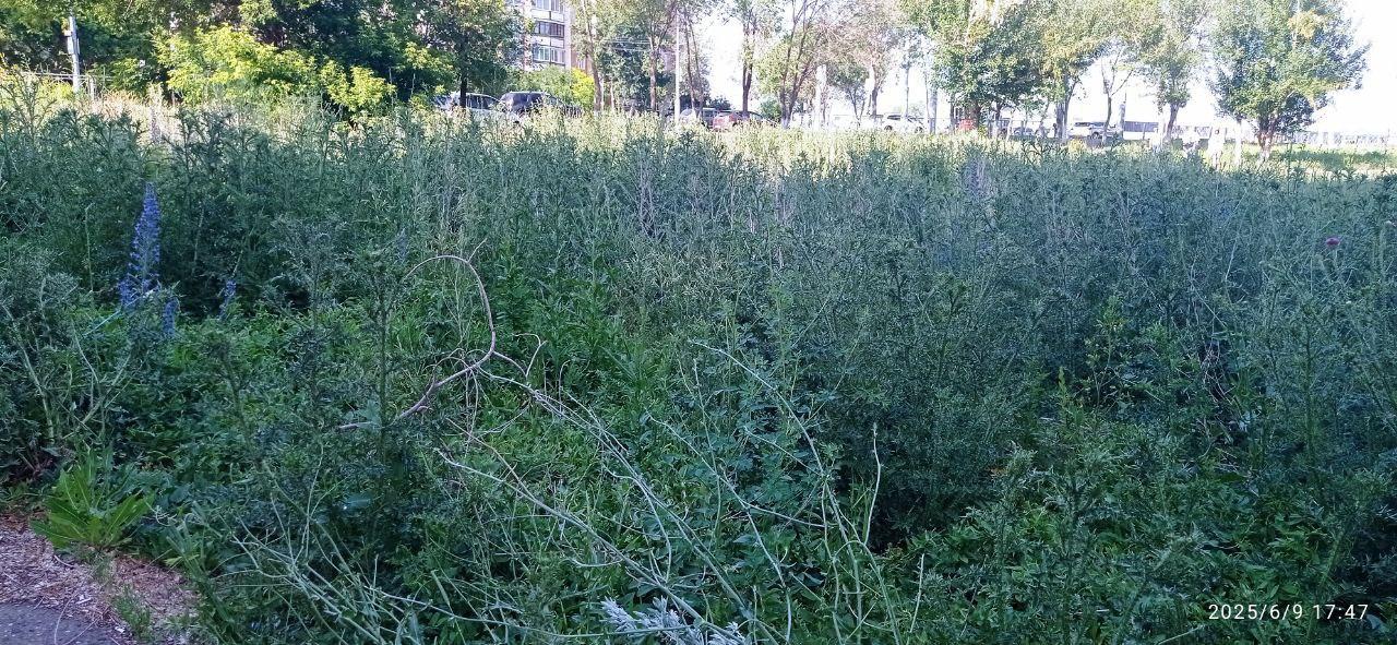 Джунгли на проспекте Гагарина, 39. Колючка, амброзия и...