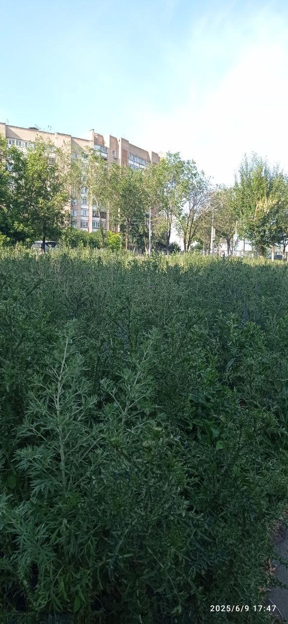 Джунгли на проспекте Гагарина, 39. Колючка, амброзия и...