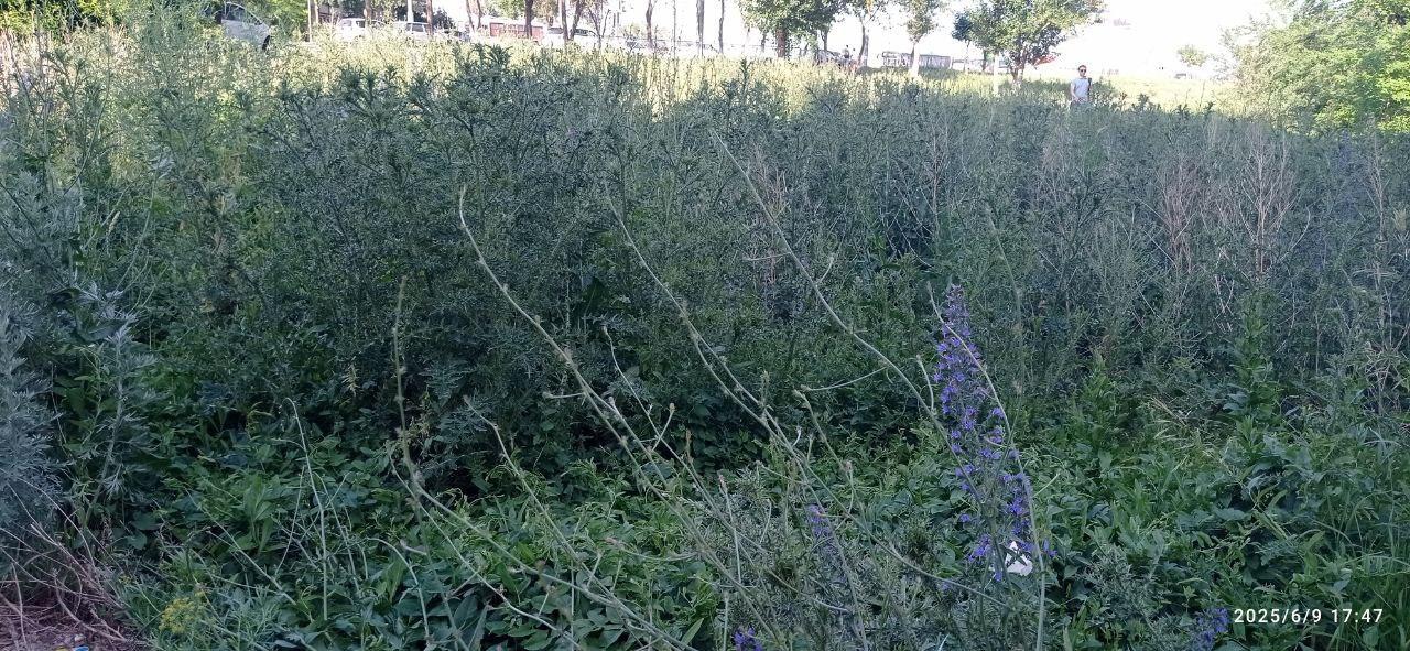 Джунгли на проспекте Гагарина, 39. Колючка, амброзия и...