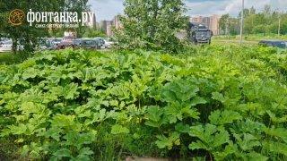 Борщевик захватил 8-ю Верхнюю улицу в Выборгском районе....
