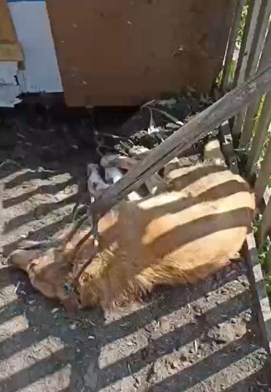 Живодёр заколол бездомную собаку вилами в селе Медведское...
