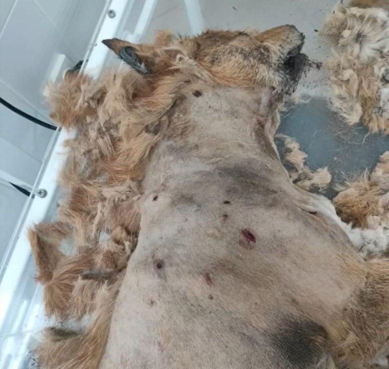 Живодёр заколол бездомную собаку вилами в селе Медведское...