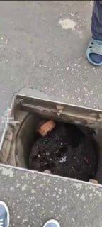 На ВДНХ мама-утка вела утят к воде, но малыши попадали в...