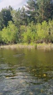 «Привет, бобер!» Сапбординг по-саяногорски - это не...