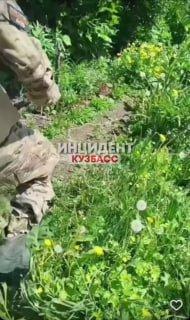 В Шерегеше мужчина проткнул горло собаке и выложил видео в сеть — полиция пока его отпустила