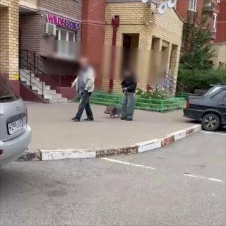 Вот с таким забавным пятачком хрюкающим гуляют в Балашихе...