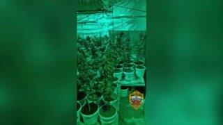 В Подмосковье мужчина вырастил дома почти 400 кустов...
