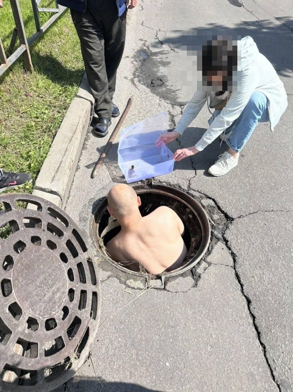 На Богатырском проспекте утята провалилась в люк, а мама-...