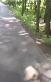 В Зеленогорске заметили стадо кабанчиков, перебегающих...