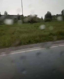 Вблизи Анжеро-Судженска очевидцы заметили семейство лосей...