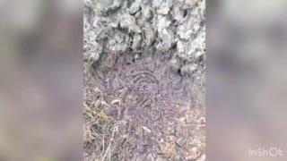 Массовое нашествие гусениц, в том числе тутового шелкопряда и непарного шелкопряда, угрожает лесам и садовым угодьям в Свердловской области