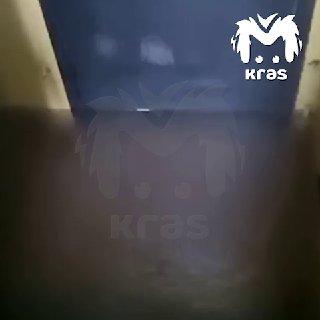 Зоомагазин залило кипятком на Свободном. Животные...