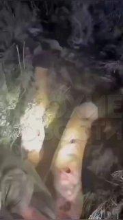 В Тибете медведь напал на туриста, который всю жизнь мечтал побывать в горах