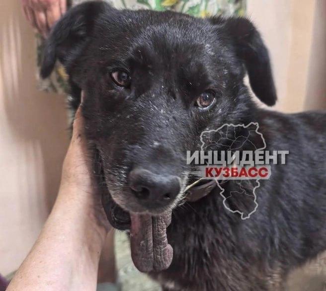 Сотрудник полиции из табельного оружия расстрелял...