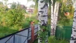 «Люди добрые, это же лось на дачах!» Заплутавший лось...