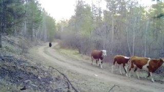 В Бурятии фотоловушка запечатлела погоню медведя за...