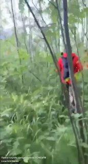 Пенсионер из Солнцево ушёл в лес за грибами и пропал —...