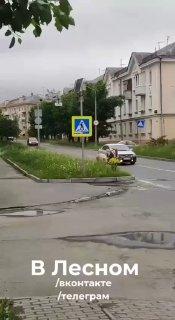 В Лесном на улицах города начали гулять бык и свинья.