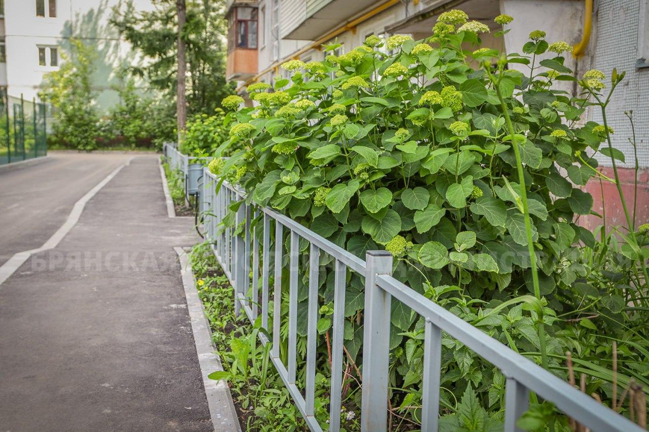 В Брянске отремонтировали первый из семи запланированных дворов