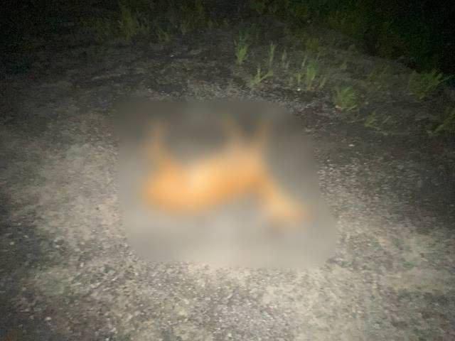 Ночью на автодороге Ачинск — Ужур — Троицкое под колесами...