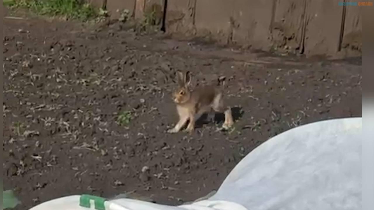 Зайцы повадились воровать урожай у назаровских дачников....