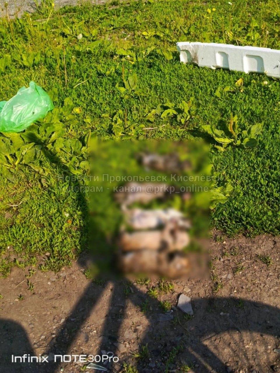Кузбассовцы нашли выложенных в ряд мертвых щенков