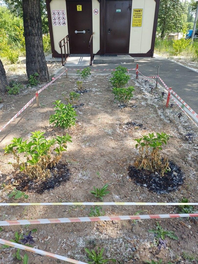 Вандалы сожгли гортензии в зоне отдыха.