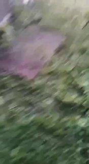 Под Новосибирском живодёр замучил собаку на глазах у детей и выложил видео в чат