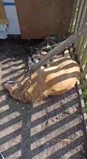 Под Новосибирском живодёр замучил собаку на глазах у детей и выложил видео в чат