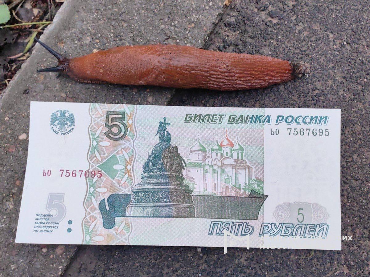 В Москве начали появляться Испанские слизни.