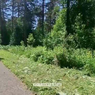 В Рудничном бору запечатлели лося за трапезой. 🇷🇺...