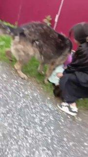 В Тюмени немецкая овчарка набросилась на девочку и едва не разорвала ее