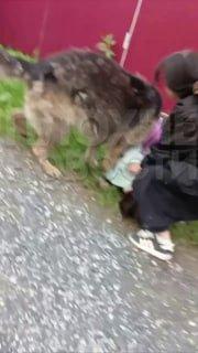 В Тюмени немецкая овчарка набросилась на девочку и едва не разорвала ее