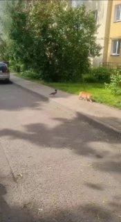 В Люберцах ворона приставала к коту. Рыжий уже не знал,...