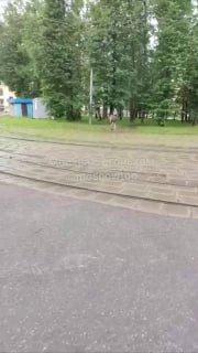 В Восточном Измайлово лоси устроили утренний променад 🇷🇺 Источник: ЧП МОСКВА