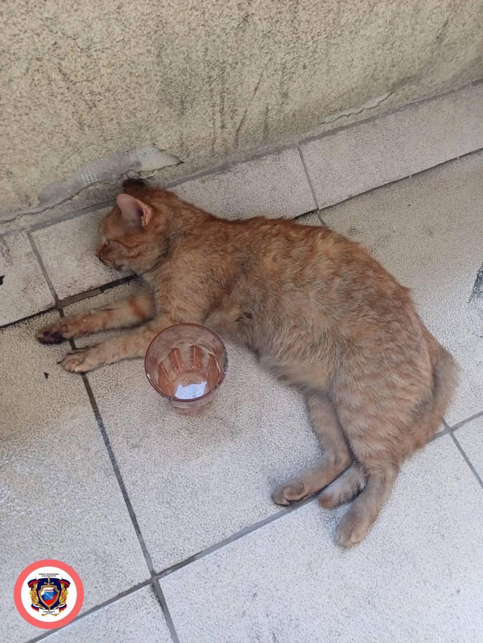 Пожарные спасли кота в Кудрово