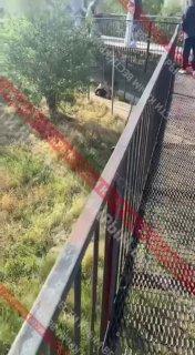 Лев напал на директора парка «Тайган» Олега Зубкова в Крыму во время кормления.