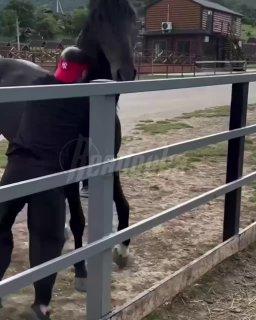 В Дагестане конь заступился за сородича и чуть не откусил жокею голову.