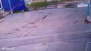 Водитель Жигулей нарочно проехал по собаке на АЗС Транзит в Пашино, после чего уехал