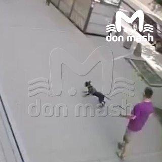Хозяин натравил свою собаку на кота в центре Ростова — пёс разорвал его в клочья.