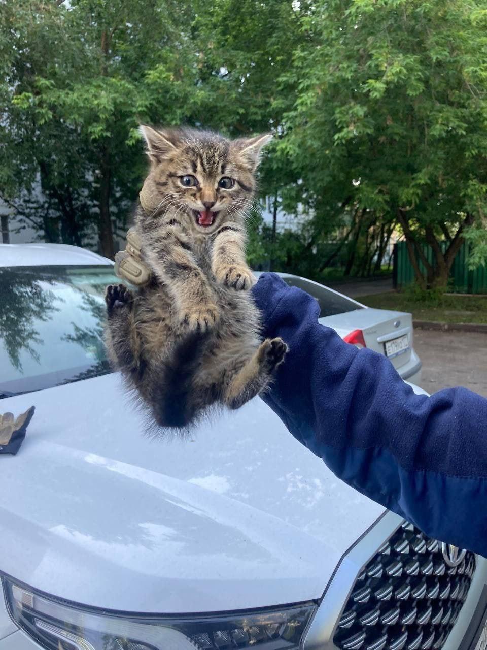 В Москве котенок оказался в вентиляционной трубе и выбраться самостоятельно...