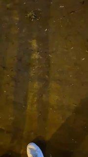 Королева крыс обнаружена в Мурино Девушка без всякого страха подкармливала...