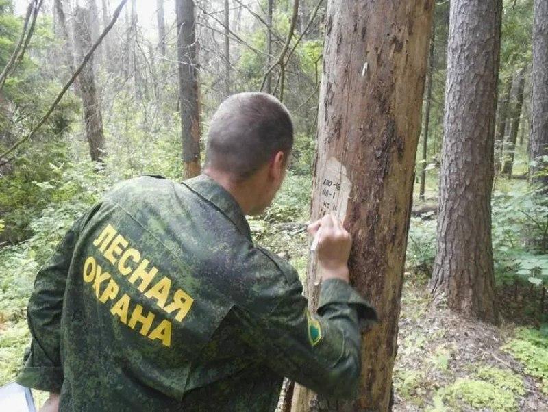 В Клинцах возбудили уголовное дело по факту незаконной рубки более 20 деревьев