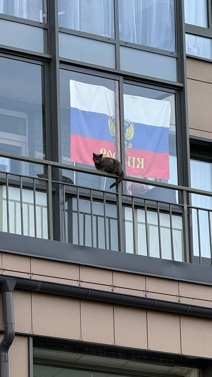 Самый патриотичный кот из Кудрово 🇷🇺 Источник: ЧП ПИТЕР